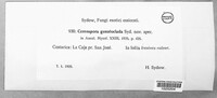 Passalora gonatoclada image